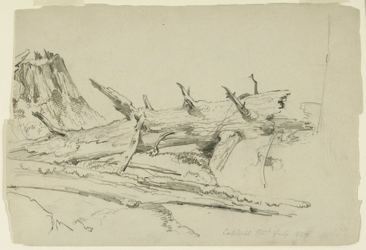 Studie av en falt trestamme, Catskill Mountains, New York, 1857 (grafitt på papir) av Asher Brown Durand