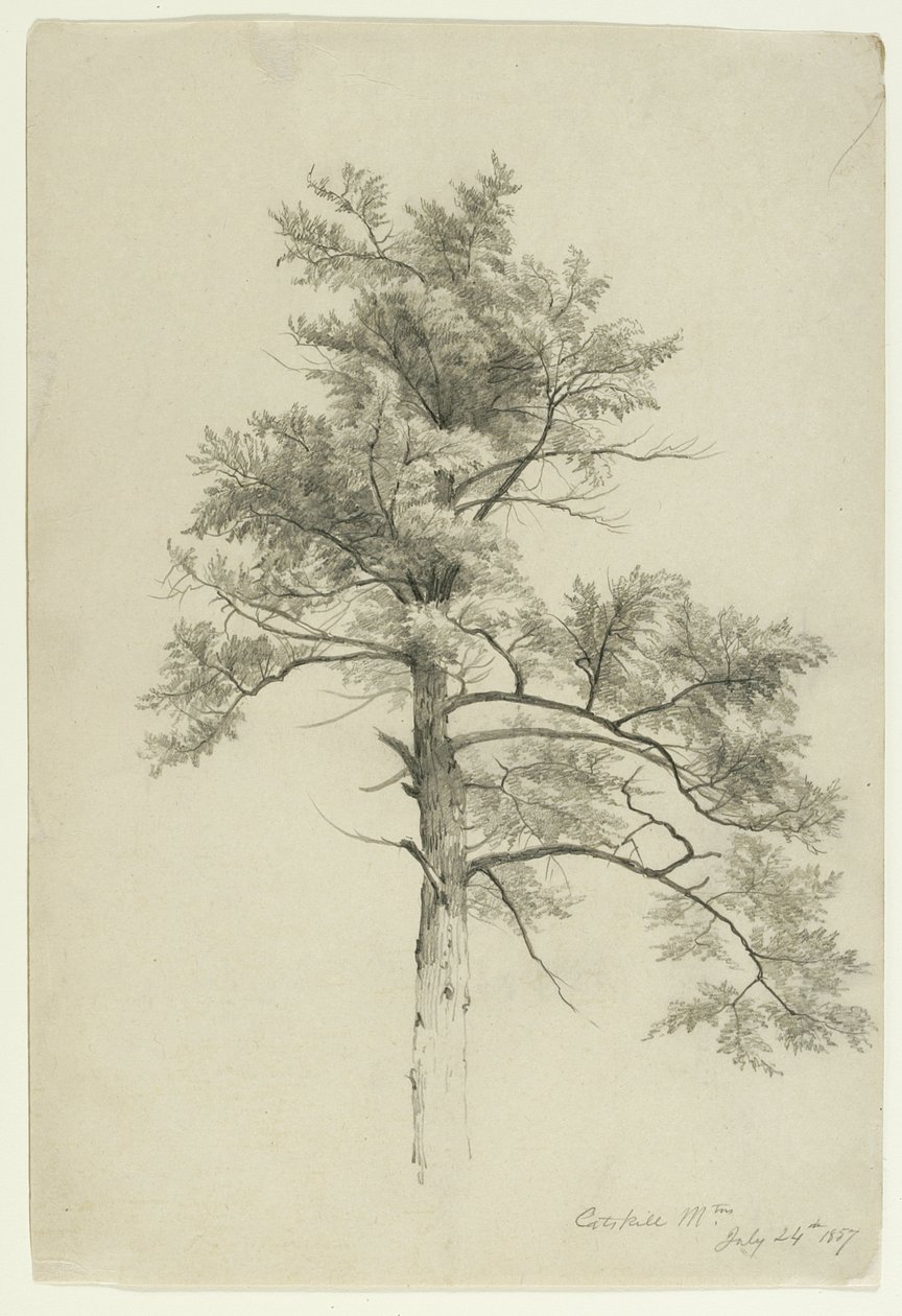 Tree Study, Catskill Mountains, New York, 1857 (grafitt på beige papir) av Asher Brown Durand
