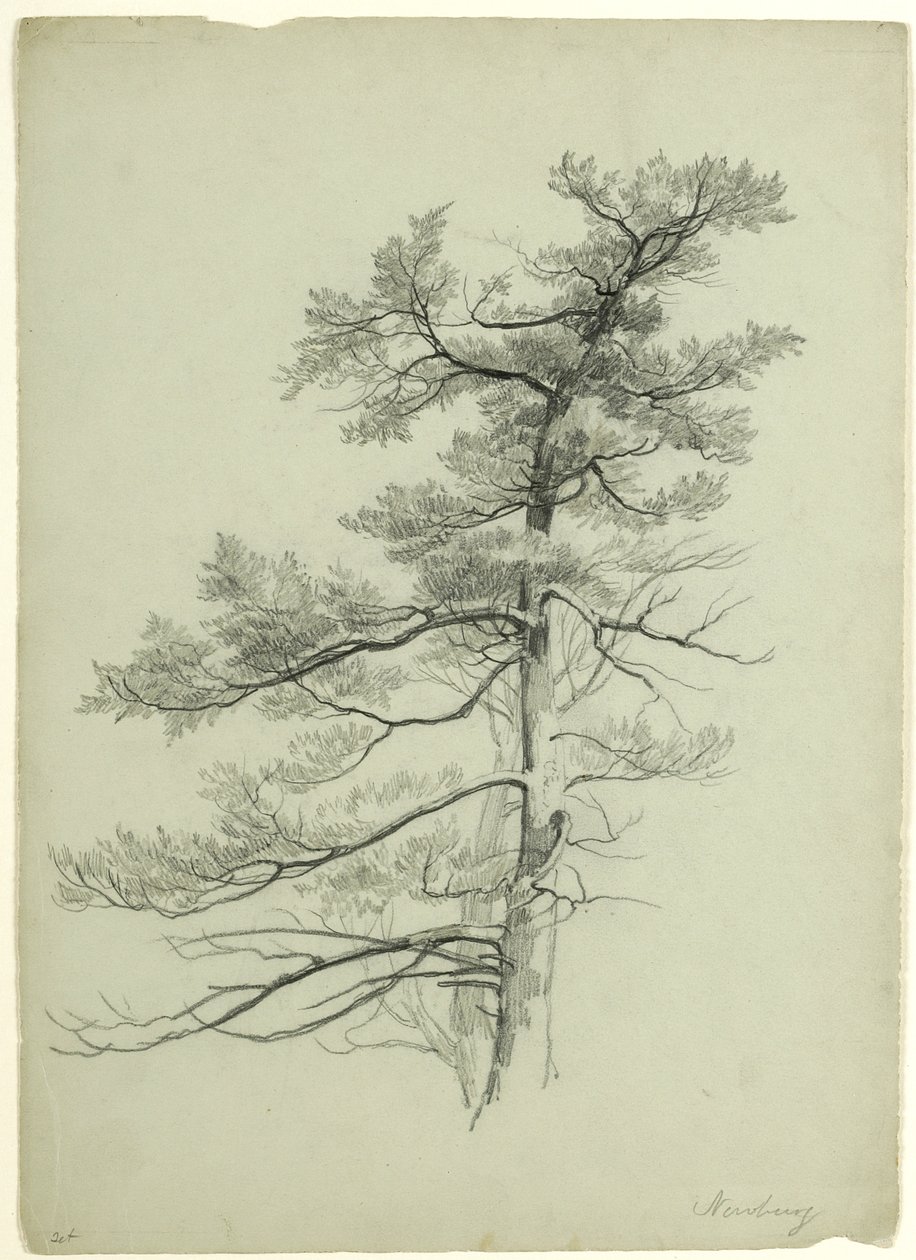 Tree Study, Newburgh, New York, 1849 (grafitt på grågrønt papir) av Asher Brown Durand