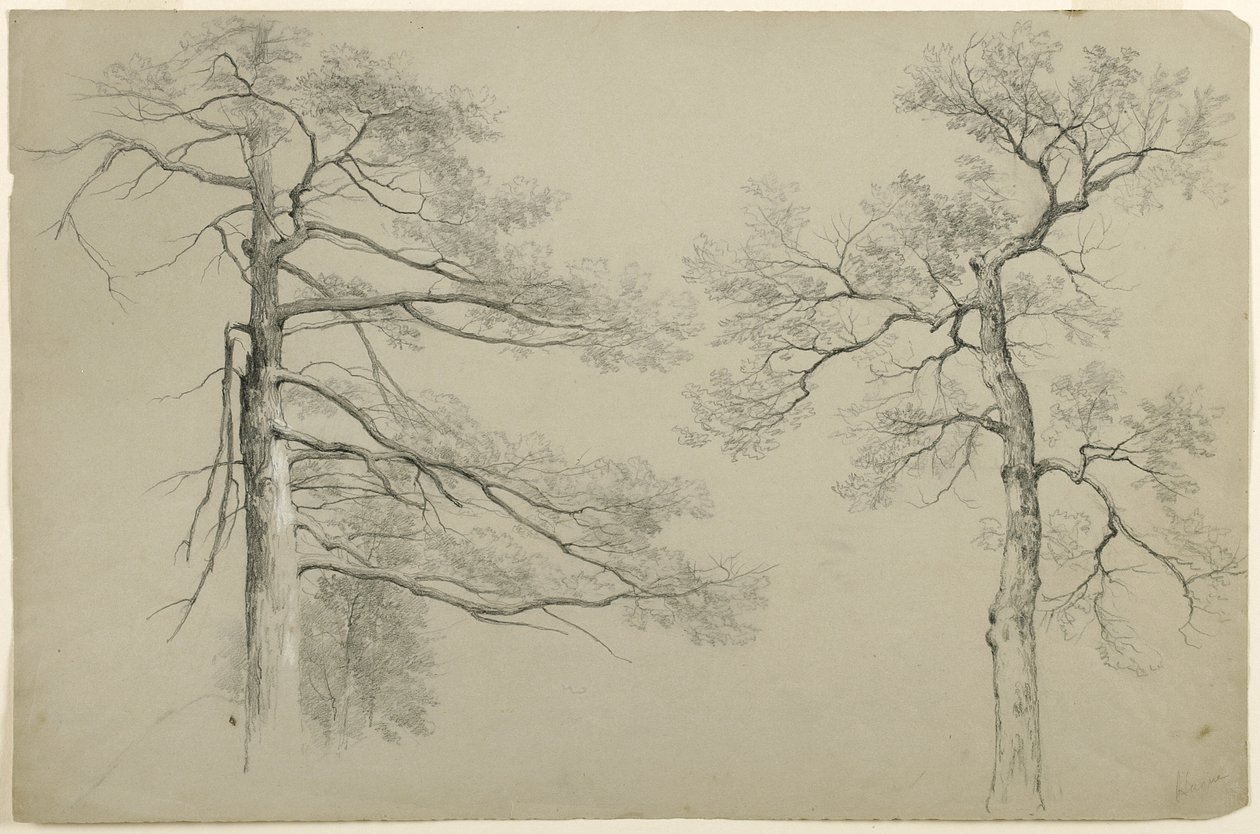 Studie av Two Trees, Haag, Lake George, New York, 1862 (grafitt og hvit gouache på grått Bristol-papir) av Asher Brown Durand