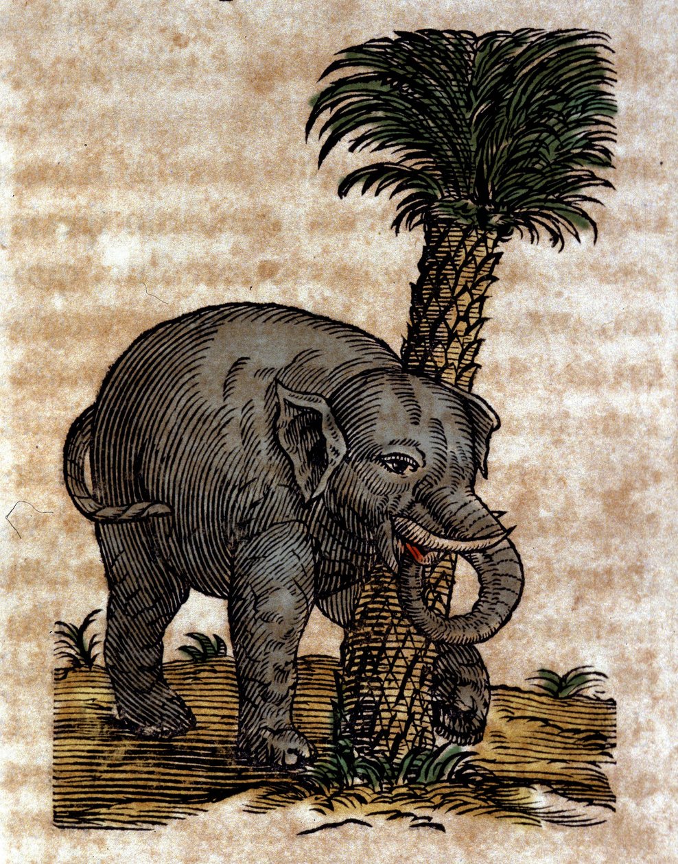 En elefant som gnir seg mot en palmestamme Gravering fra et verk av Athanasius Kircher (1601 - 1680), jesuite, orientalist og lærd. av Athanasius Kircher