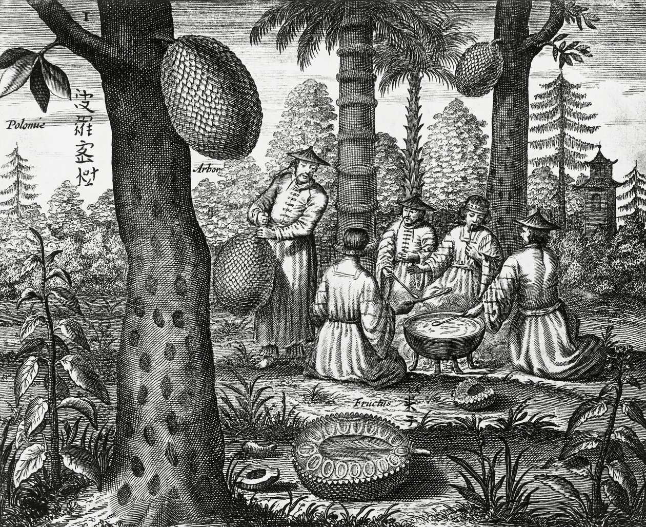 Kinesiske frukter (Arbor polomie, kinesisk papaya), gravering fra Kina-monumenter av Athanasius Kircher