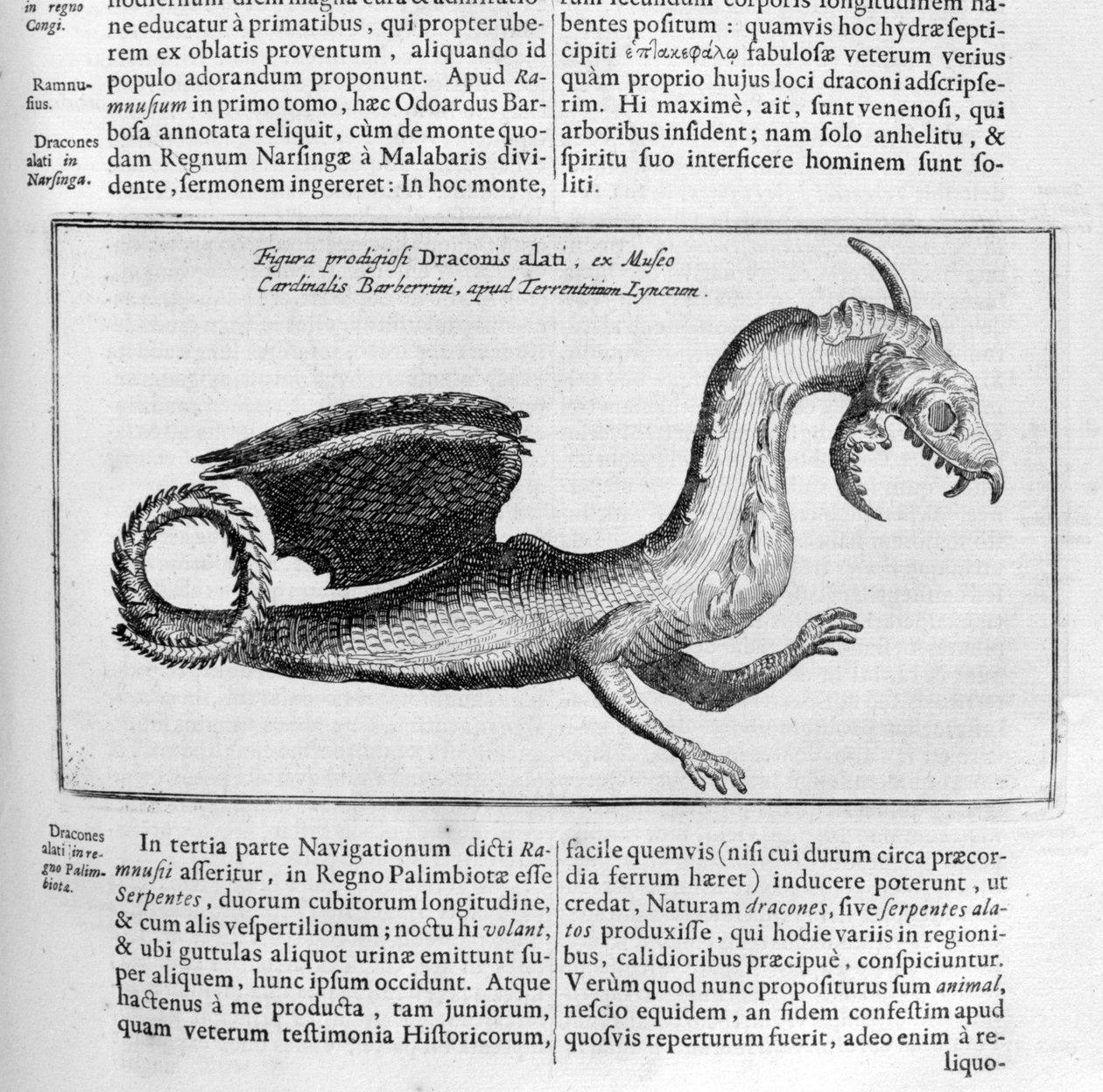 Drage, 1678 av Athanasius Kircher