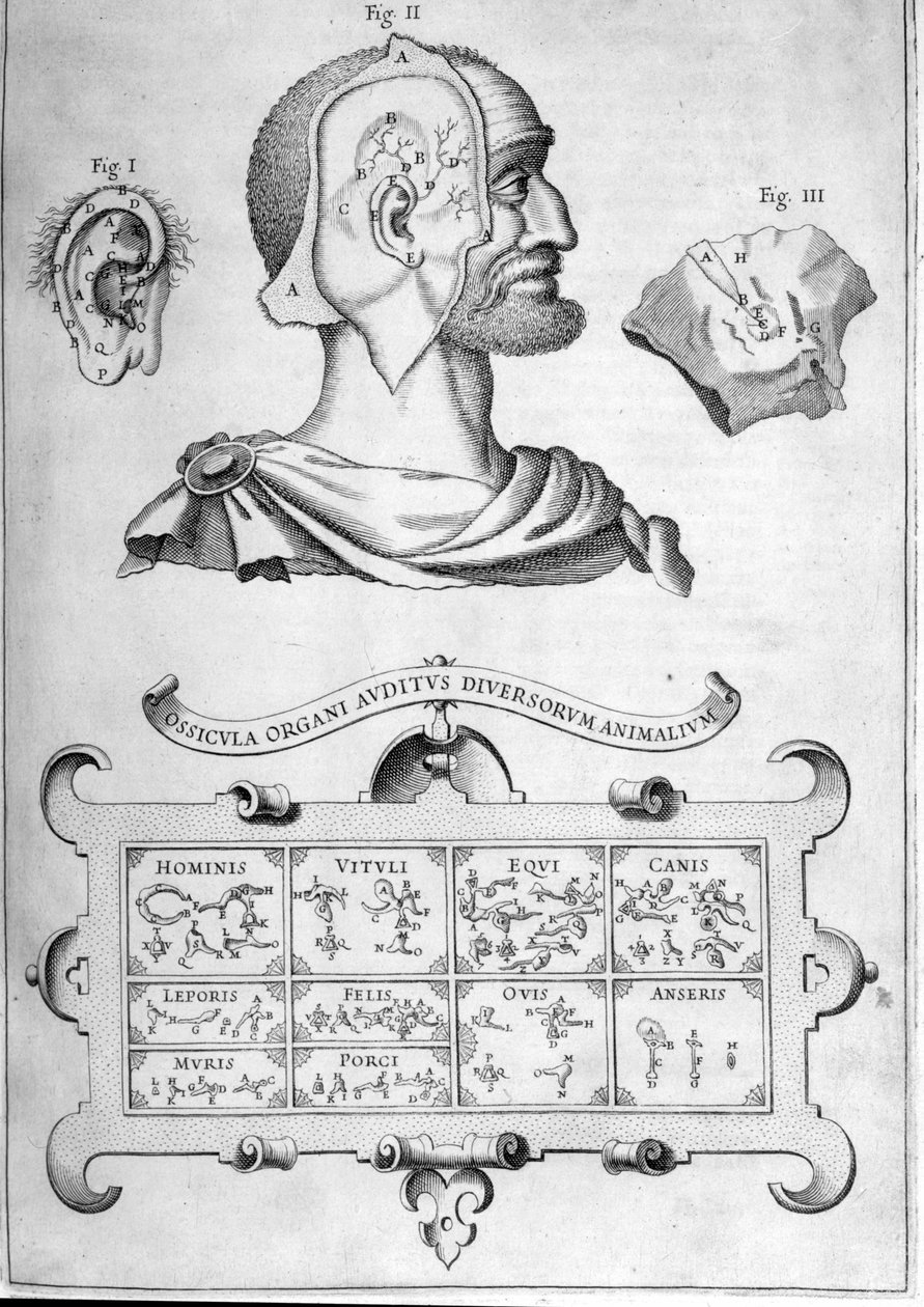 Menneskelig hørsel og andre dyrearter - Fra "Musurgia Universalis" av Athanasius Kircher, Roma 1600 av Athanasius Kircher