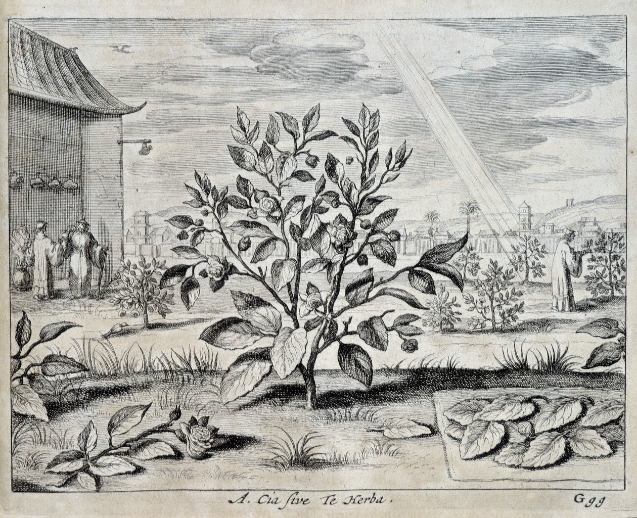 Le camellia - i "" Kina"" av Athanase Kircher (eller Athanasius Kircheri) av Athanasius Kircher