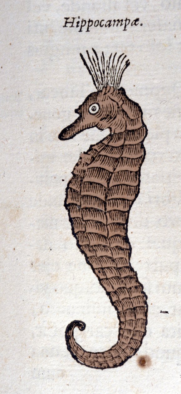 Representasjon av en sjøhest. Gravering fra et verk av Athanasius Kircher (1601 - 1680), jesuite, orientalist og lærd. av Athanasius Kircher