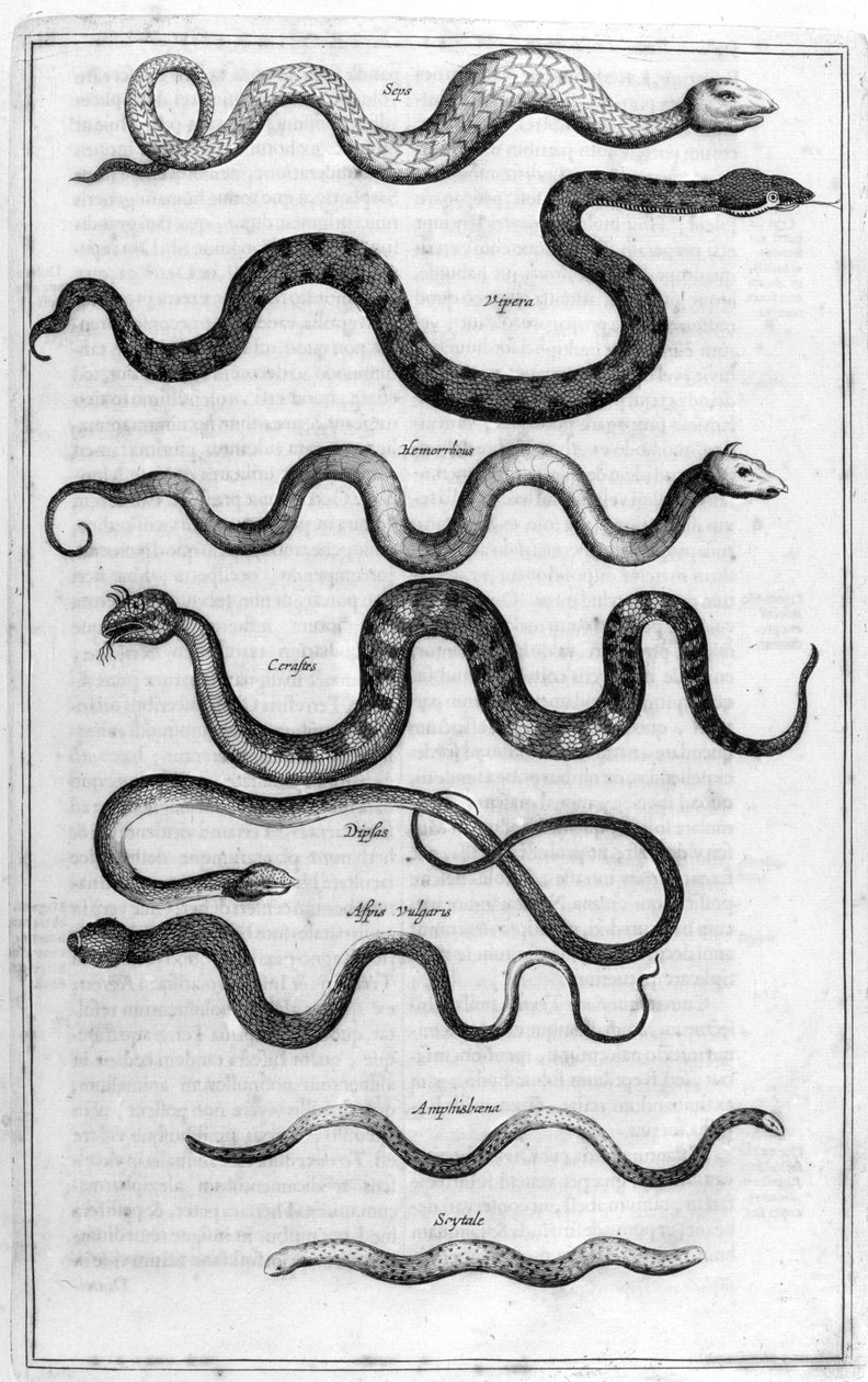 Typer slanger, fra Arca Noe av Athanasius Kircher
