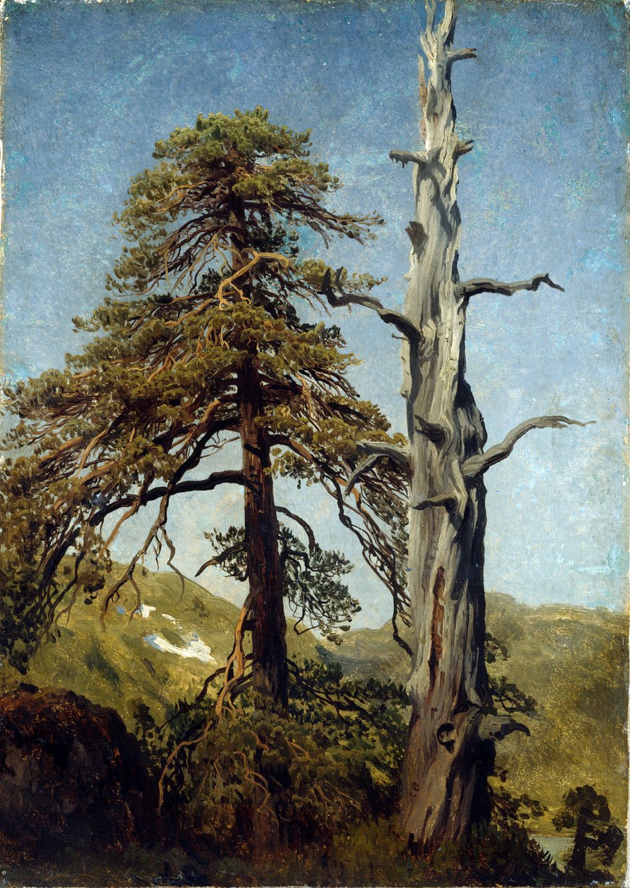 ""Studie av trær, Norge"" Maleri av August Cappelen (1827-1852) 1850 Nasjonalmuseet for kunst, Oslo, Norge av August Cappelen