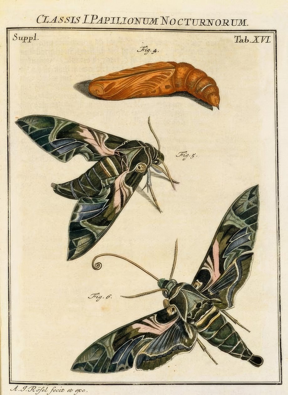 Butterfly Daphnis neri / Rösel v. R. av August Johann Rösel von Rosenhof