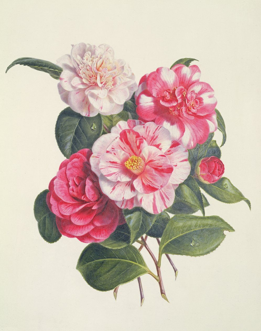 Camelias, ca. 1840 av Augusta Innes Withers