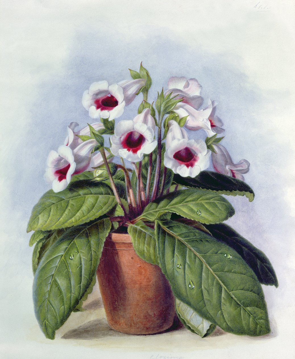 Gloxinia i en gryte, ca. 1860 av Augusta Innes Withers