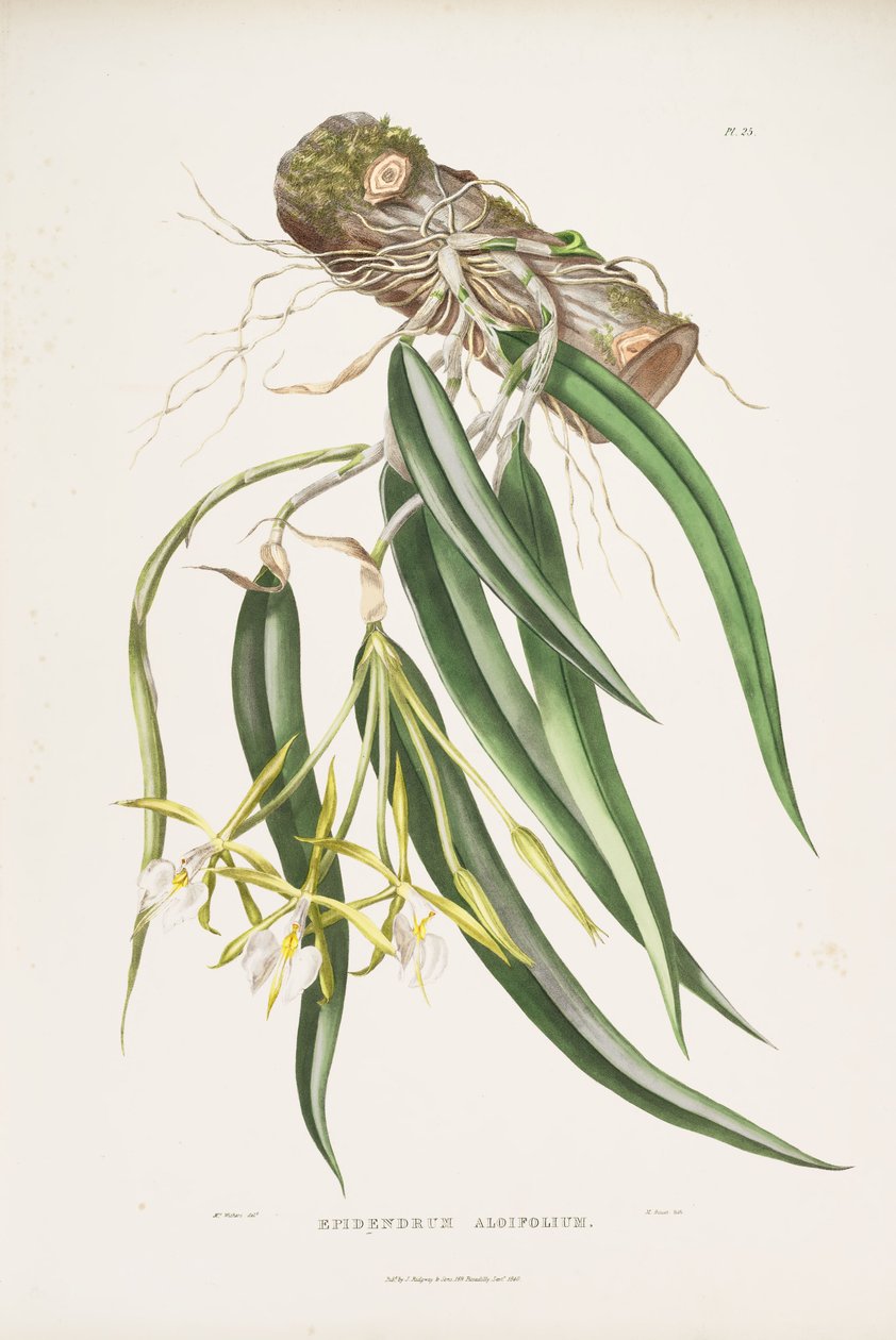 Illustrasjon av Epidendrum parkinsonianum (som syn. Epidendrum aloifolium) av Augusta Innes Withers