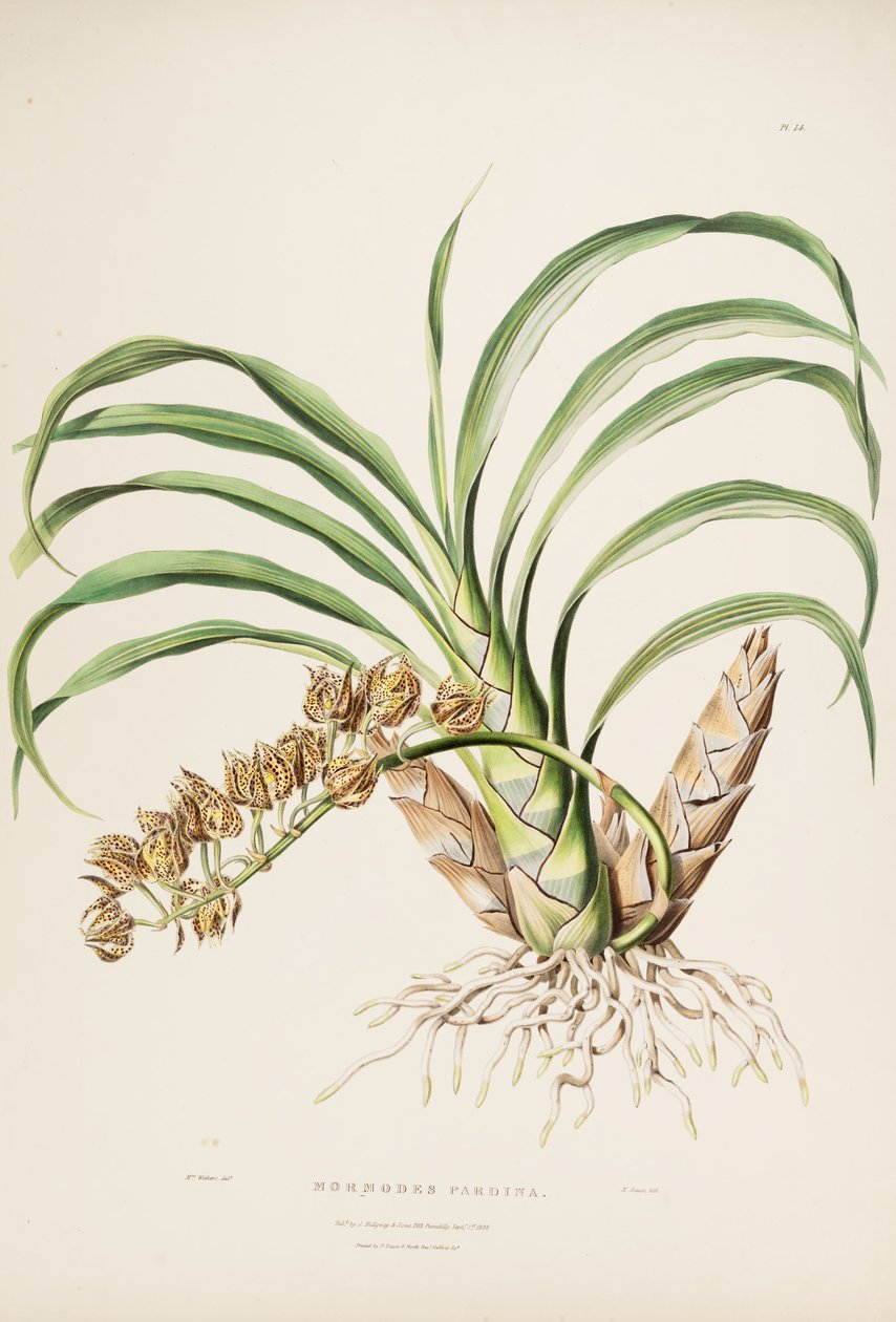 Illustrasjon av Mormodes maculata var. maculata (som syn. Mormodes pardina) av Augusta Innes Withers