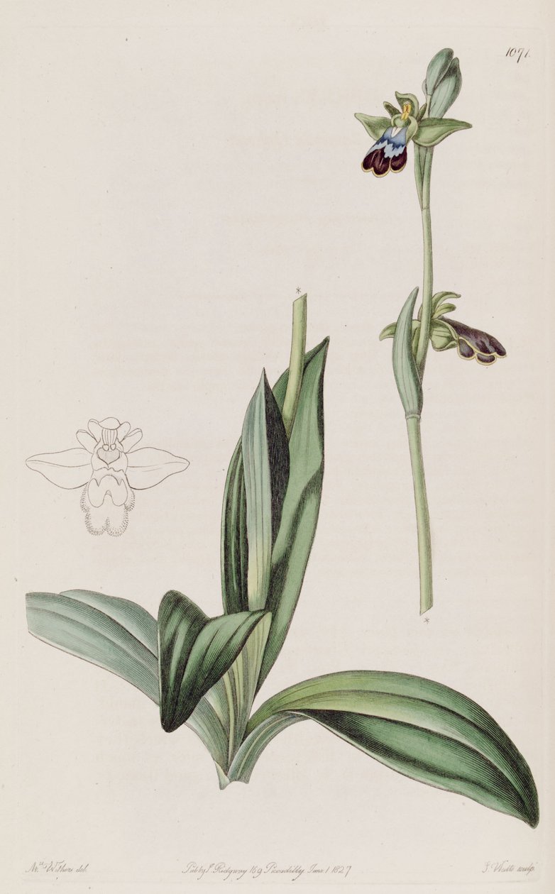 Illustrasjon av Ophrys fusca av Augusta Innes Withers