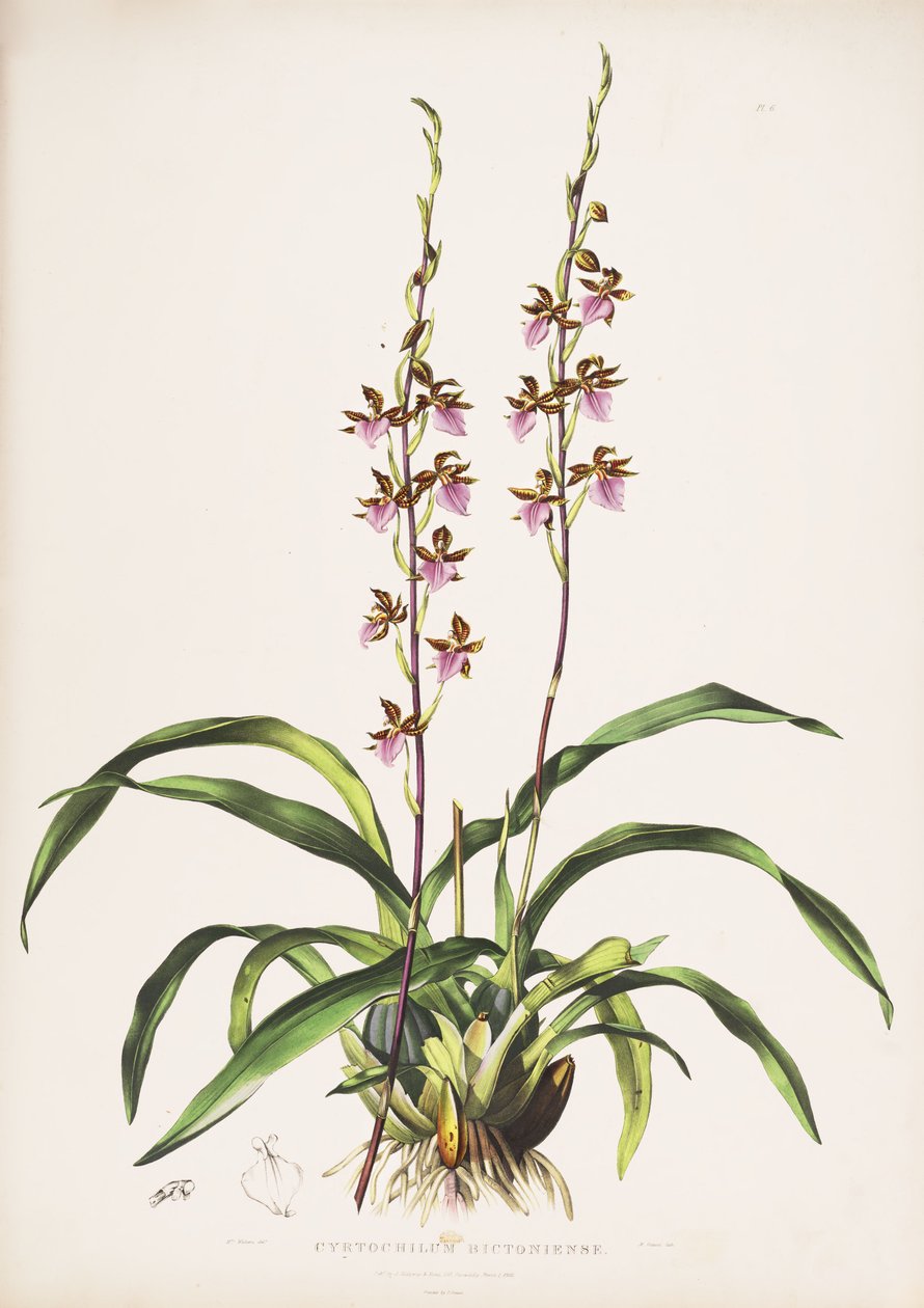 Illustrasjon av Rhynchostele bictoniensis (som syn. Cyrtochilum bictoniense) av Augusta Innes Withers