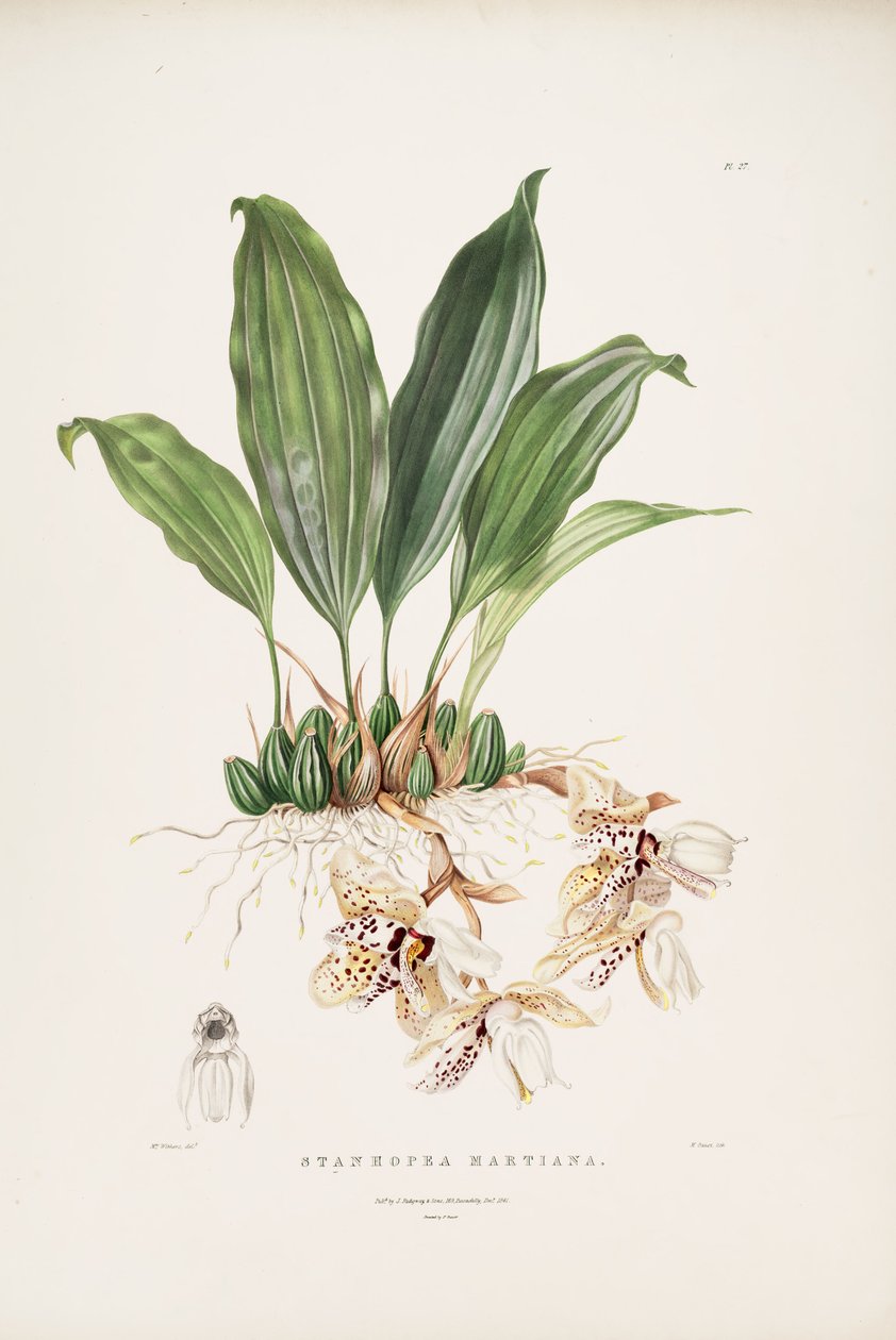 Illustrasjon av Stanhopea martiana av Augusta Innes Withers