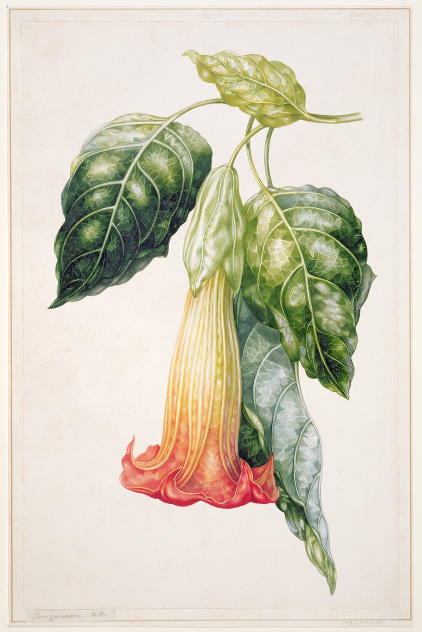 PD.993-1973 Thorn Apple-blomst fra Ecuador, Datura rosei (gouache) av Augusta Innes Withers