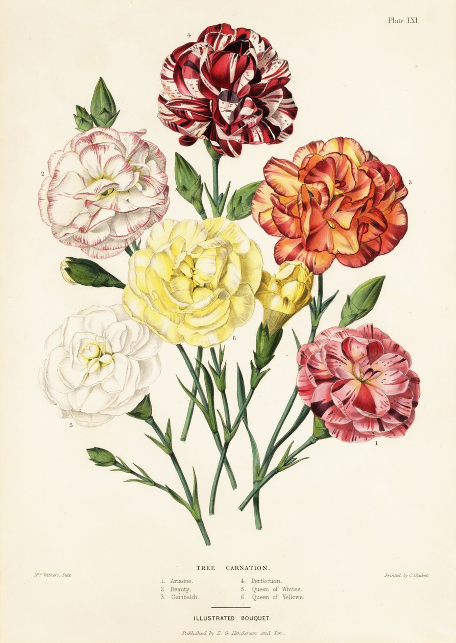 Trenellikvarianter, Dianthus caryophyllus: Ariadne 1, Beauty 2, Garibaldi 3, Perfection 4, Queen of Whites 5, Queen of Yellows 6 av Augusta Innes (after) Withers
