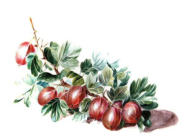 Stikkelsbær, ca. 1860 (akvarell på papir) av Augusta Innes Withers