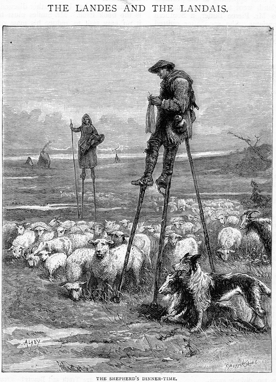 Shepherd
