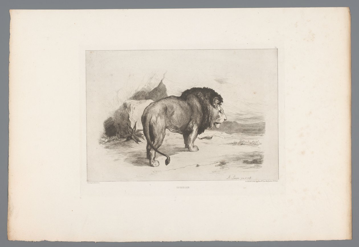 Løve Un vieux lion (tittel på objekt) Franske etsninger fra 1874 (serietittel) L