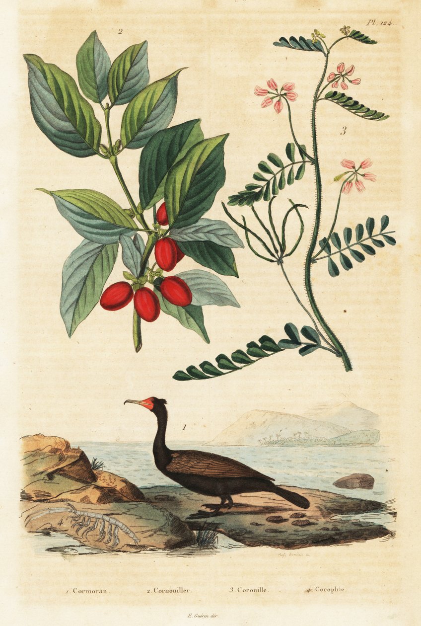 Skarv, Cornelian kirsebær og skorpion vikker., 1834-1839 (gravering) av Auguste Dumenil
