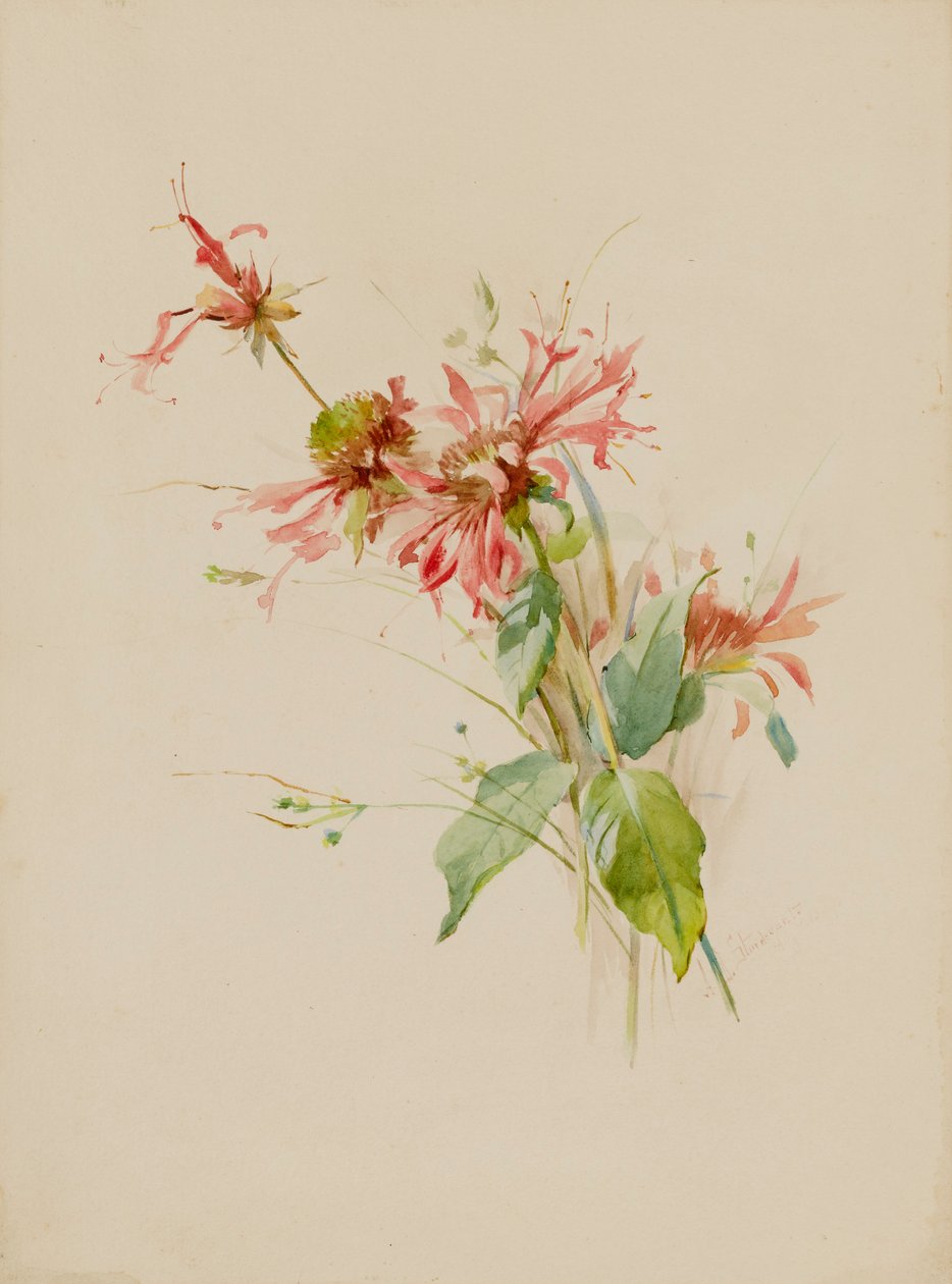 Bergamot eller Bee Baum, slutten av 1800-begynnelsen av 1900-tallet. av Austa Densmore Sturdevant