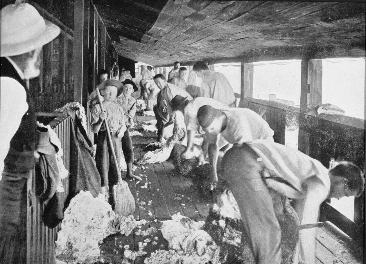 Sheep Shearing Shed, Queensland, ca. 1900, fra 