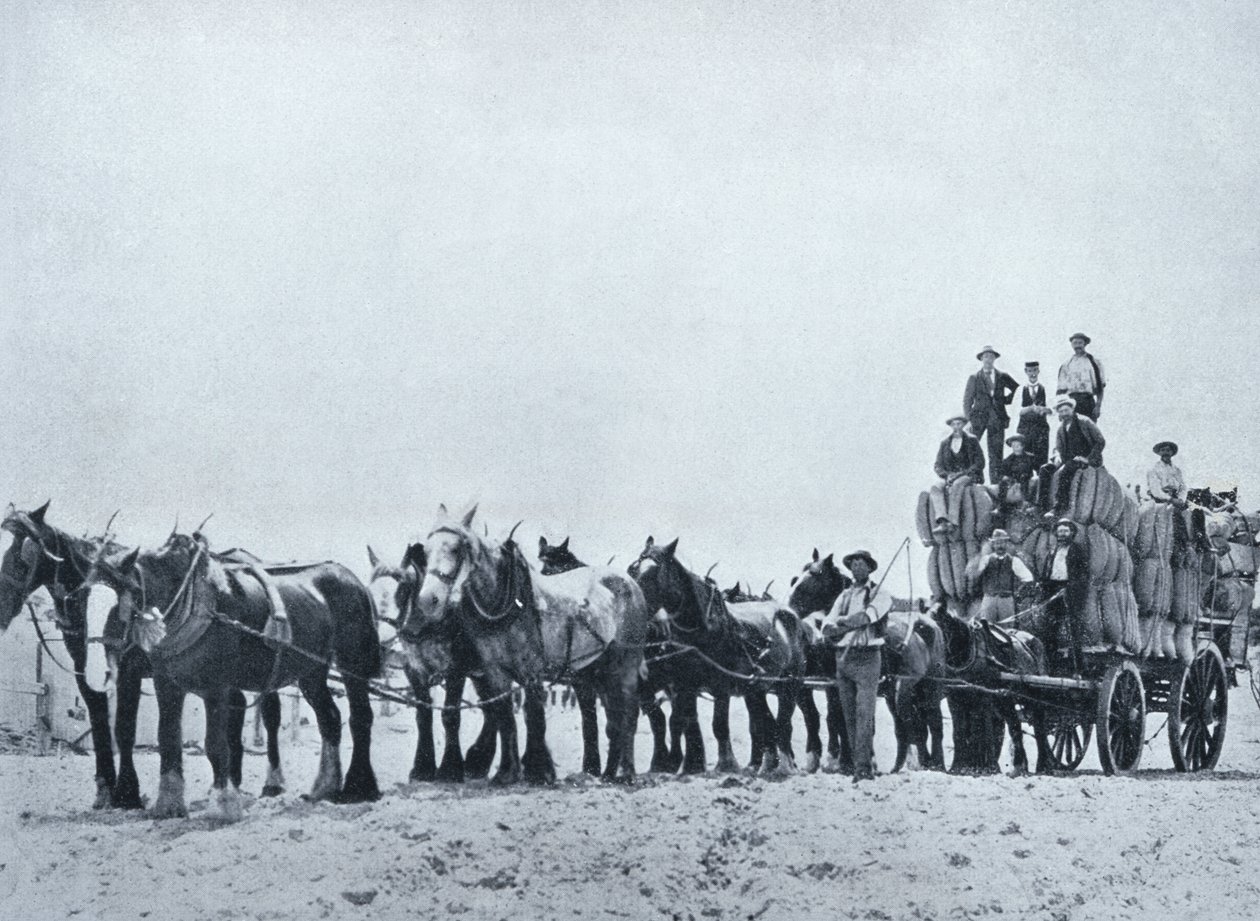 Ullbærende team, Western Australia, ca. 1900, fra `Under the Southern Cross - Glimpses of Australia