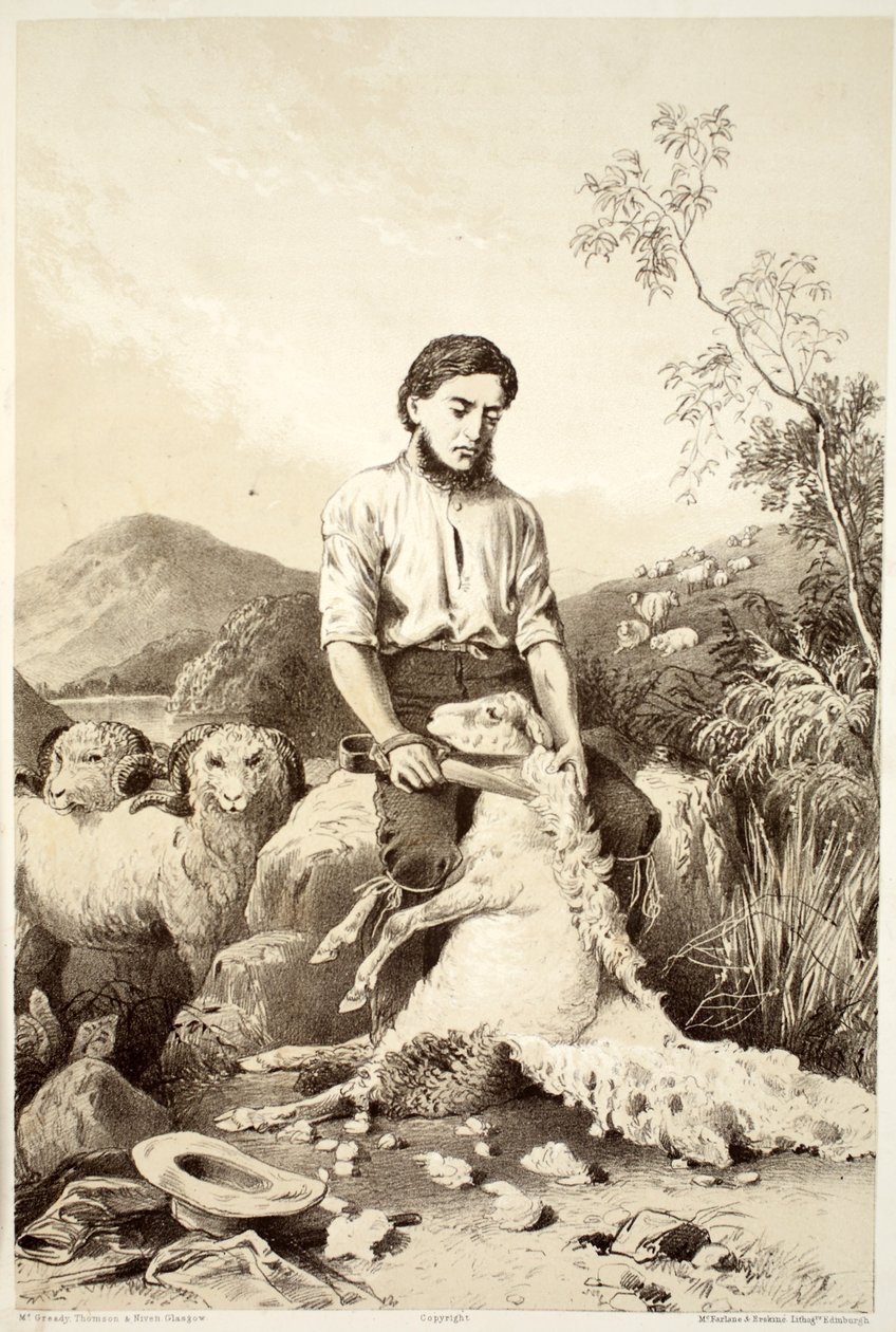 Saueklipping, fra The History of Australasia av David Blair, McGrady, Thomson og Niven, 1879 av Australian School