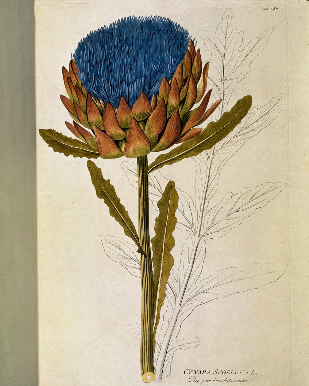 Botanisk: "" Artisjokk"" (Cynara scolymus) Plate hentet fra "" Medicinalium secundum Linnaei digestarum"" av Joseph Jacobi Plenck (1735-1807) 1788-1803 Privat samling av Austrian School