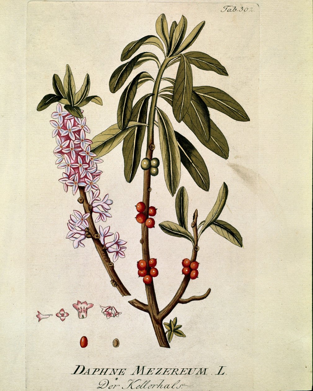 Botanisk: ""Bois-joli"" (Bois joli) (eller Bois-gentil, Bois gentile) (Daphne mezereum) Planke trukket fra "Medicinalium secundum Linnaei digestarum"" av Joseph Jacobi Plenck (1735-1807) 1788-1803 Privat samling av Austrian School