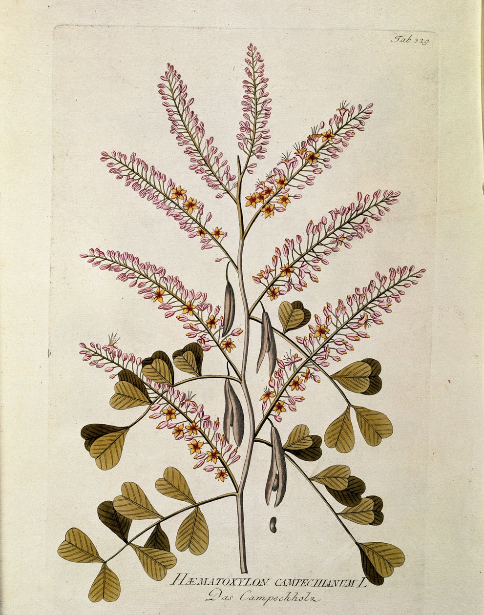 Botanisk: ""Campeche"" (Haematoxylon campechianum) Planke trukket fra ""Medicinalium secundum Linnaei digestarum"" av Joseph Jacobi Plenck (1735-1807) 1788-1803 Privat samling av Austrian School