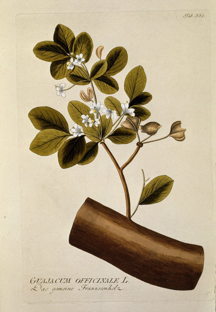 Botanisk: "" Guajacun officinale"" Plate hentet fra "" Medicinalium secundum Linnaei digestarum"" av Joseph Jacobi Plenck (1735-1807) 1788-1803 Privat samling av Austrian School