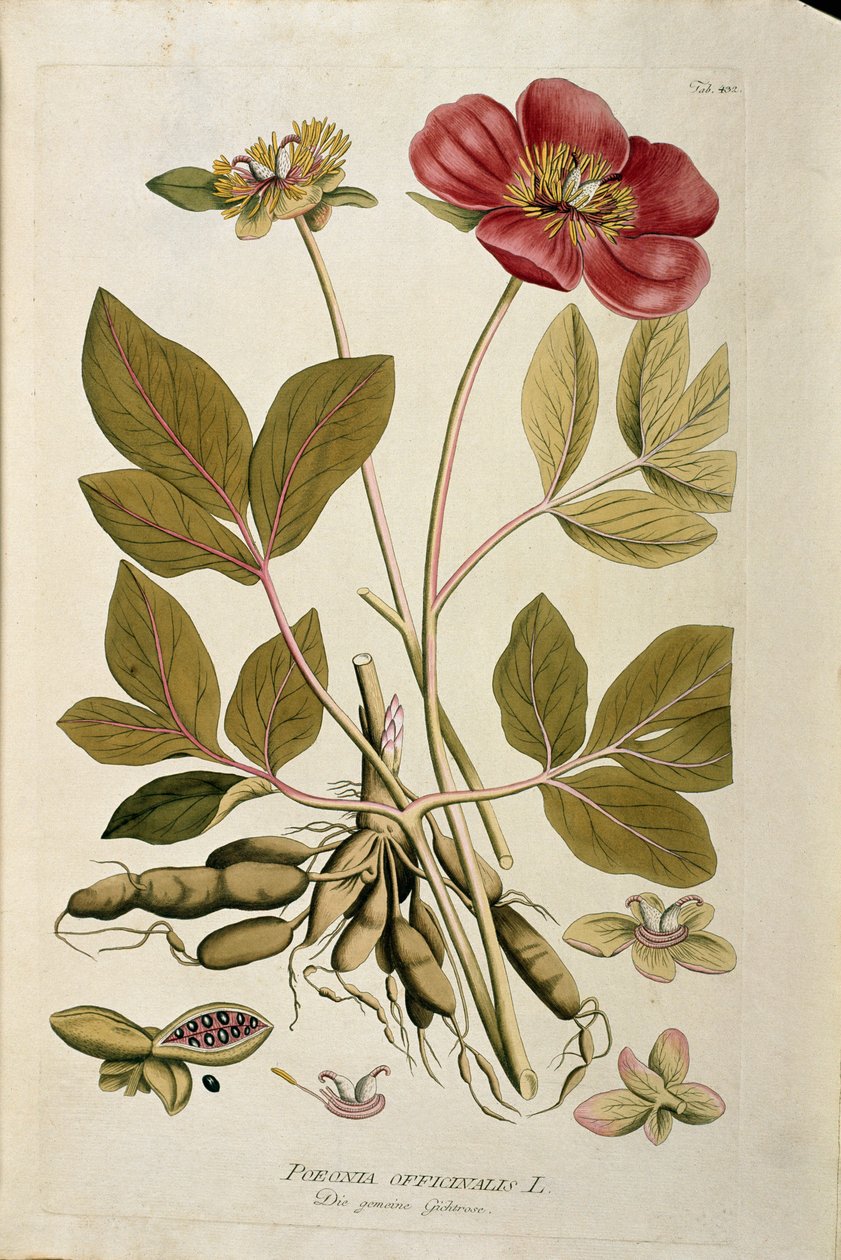 Botanisk: "" Peony officinale"" (Poeonia officinalis) Planke trukket fra "Medicinalium secundum Linnaei digestarum" av Joseph Jacobi Plenck (1735-1807) 1788-1803 Privat samling av Austrian School