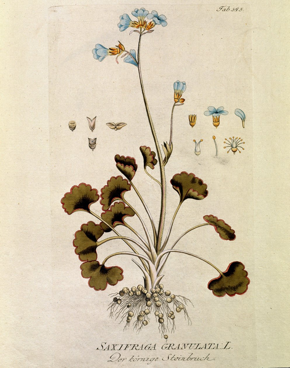 Botanisk: "Saxifrage granule"" (Saxifraga granulata) Plate hentet fra "Medicinalium secundum Linnaei digestarum" av Joseph Jacobi Plenck (1735-1807) 1788-1803 Privat samling av Austrian School