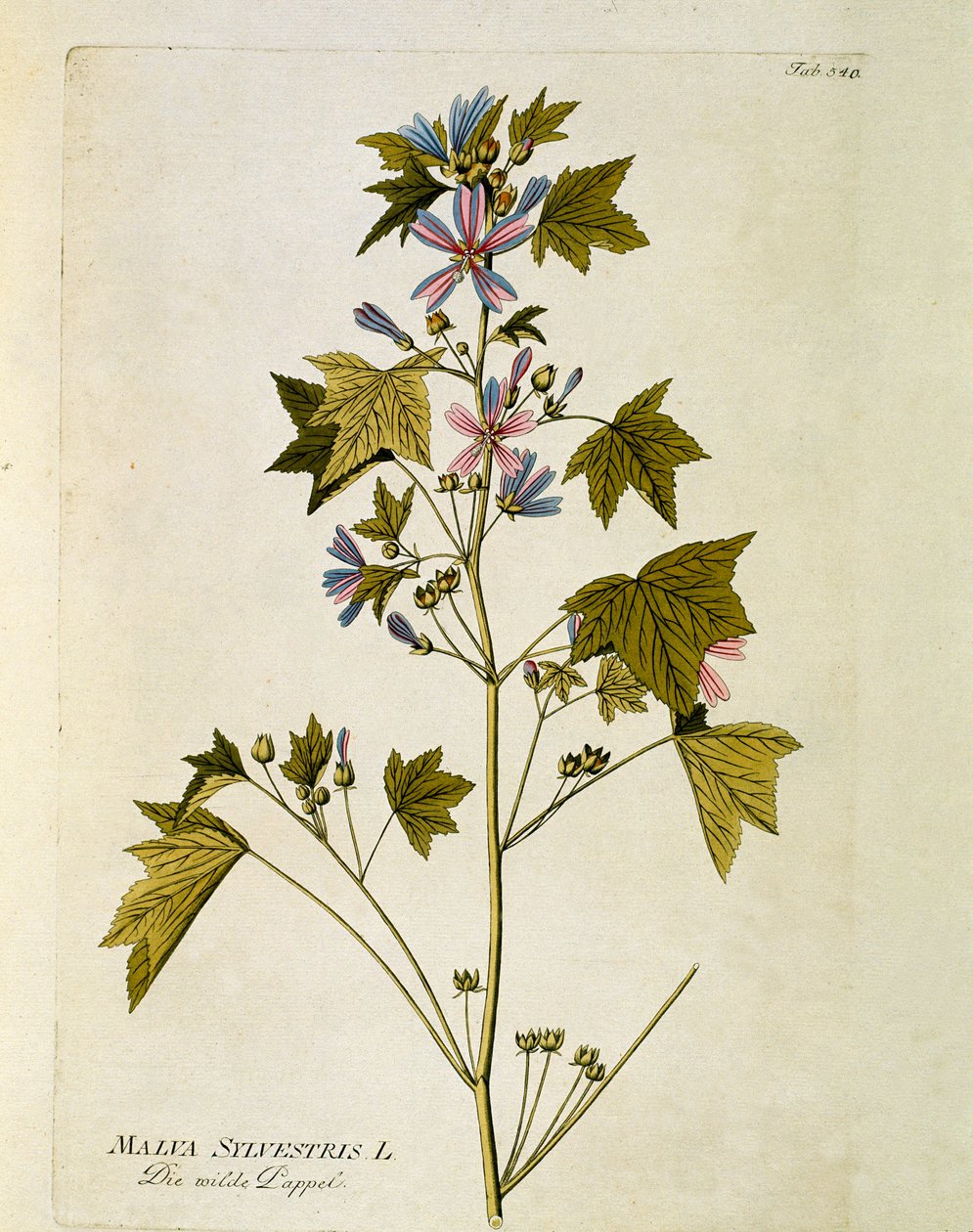 Botanisk: ""stor lilla"" (Malva sylvestris) Plate hentet fra ""Medicinalium secundum Linnaei digestarum"" av Joseph Jacobi Plenck (1735-1807) 1788-1803 Privat samling av Austrian School