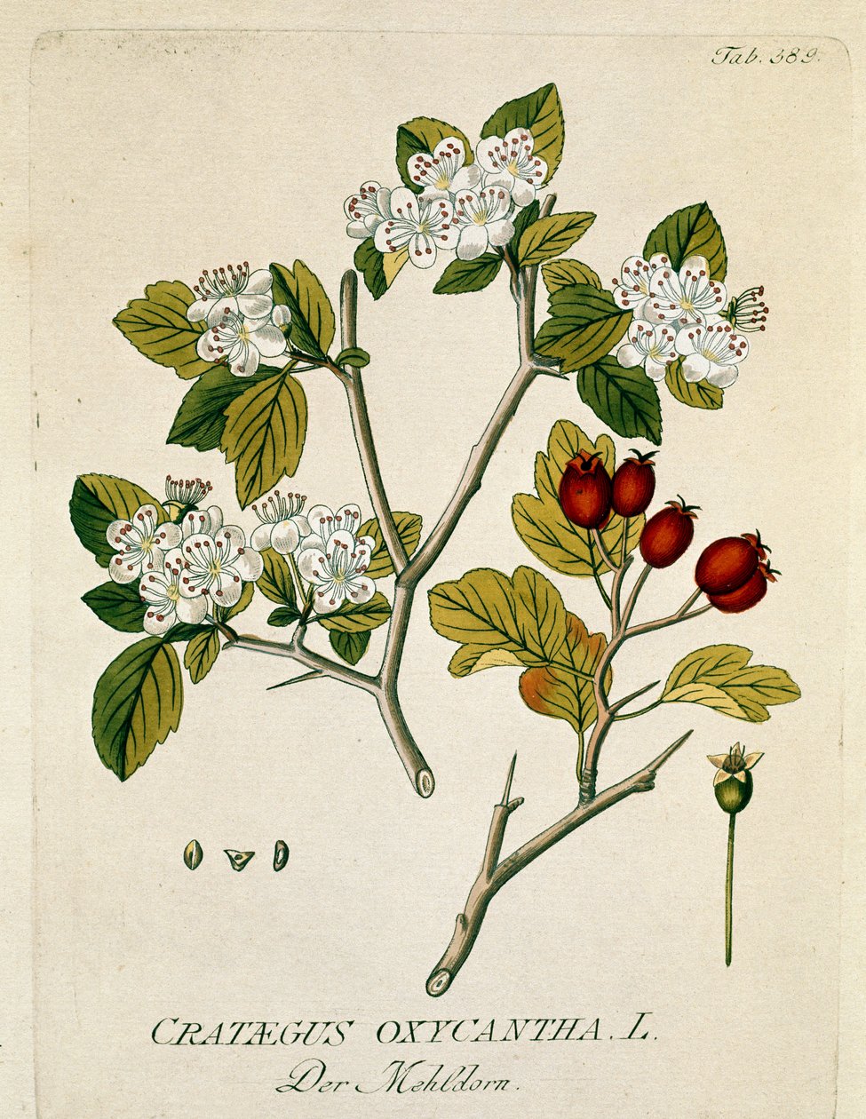 Botanisk: "" spinous aubepine "" (Crataegus oxycantha) Planke trukket fra "" Medicinalium secundum Linnaei digestarum"" av Joseph Jacobi Plenck (1735-1807) 1788-1803 Privat samling av Austrian School