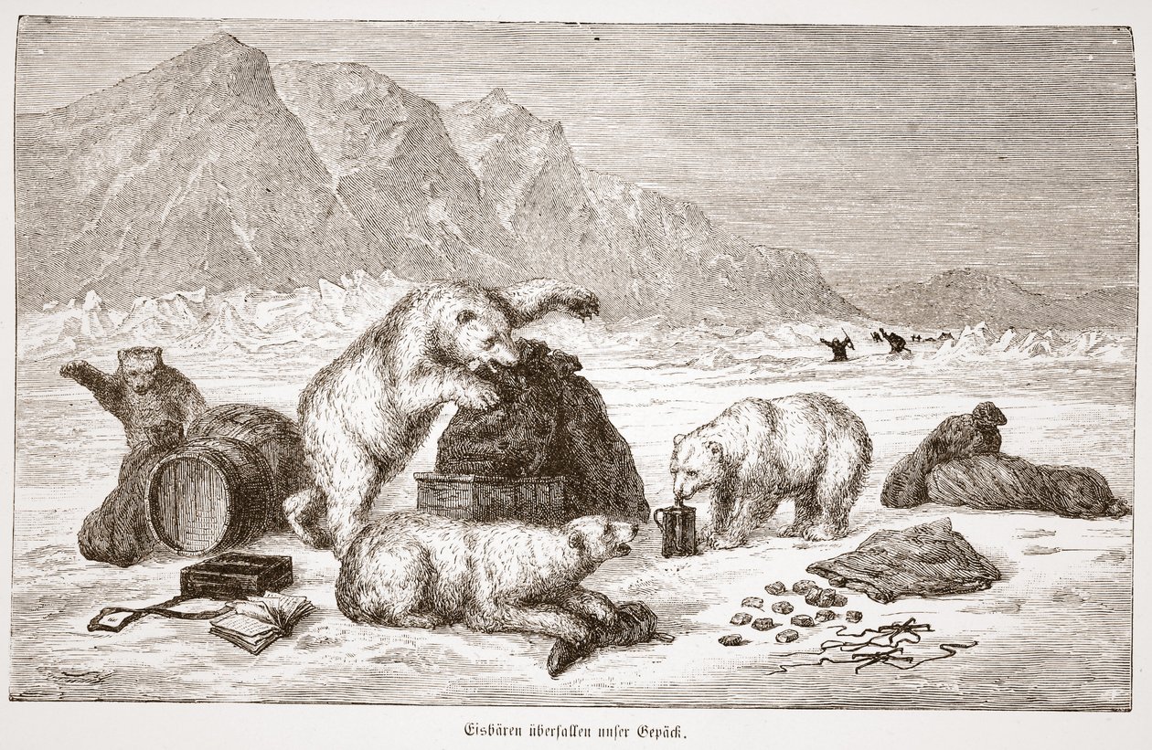 Isbjørner angriper bagasjepuben vår. Wien 1876 (gravering) av Austrian School
