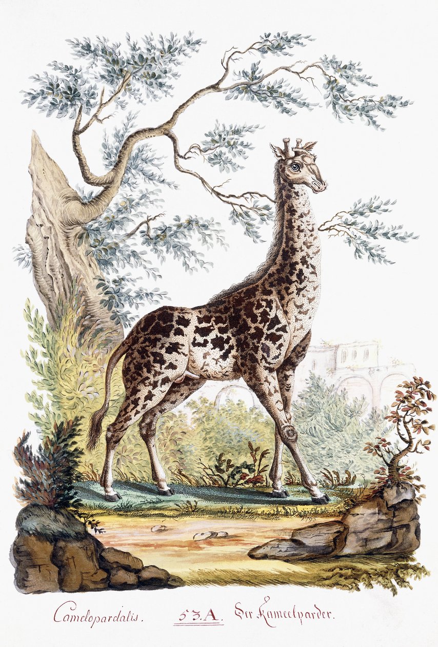 Giraffe, 1794 av Austrian School