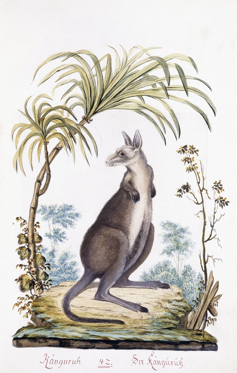Kenguru, 1794 av Austrian School
