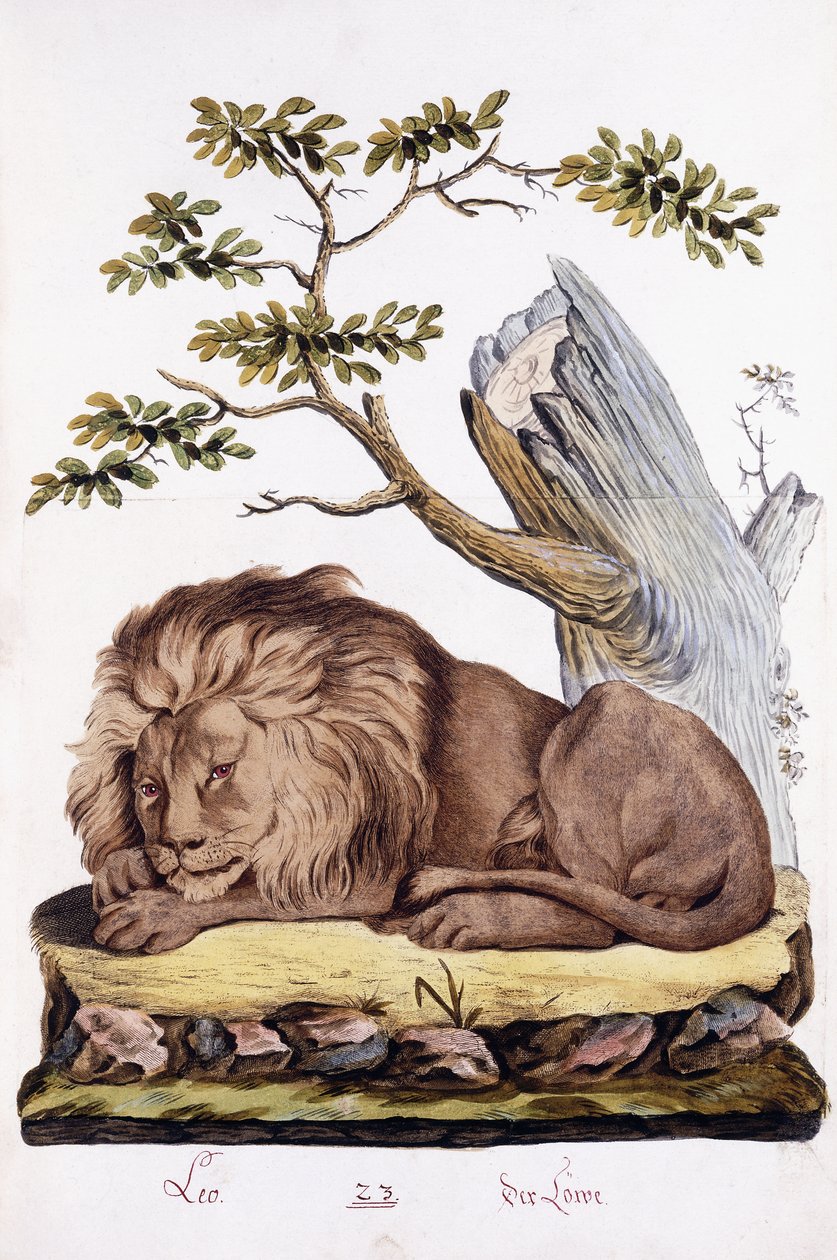 Løve, 1794 av Austrian School