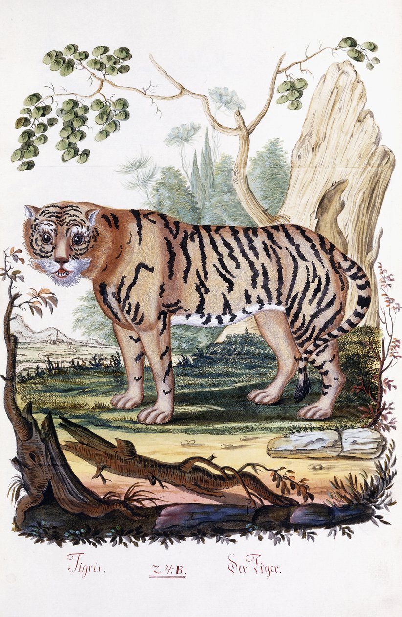 Tiger, 1794 av Austrian School