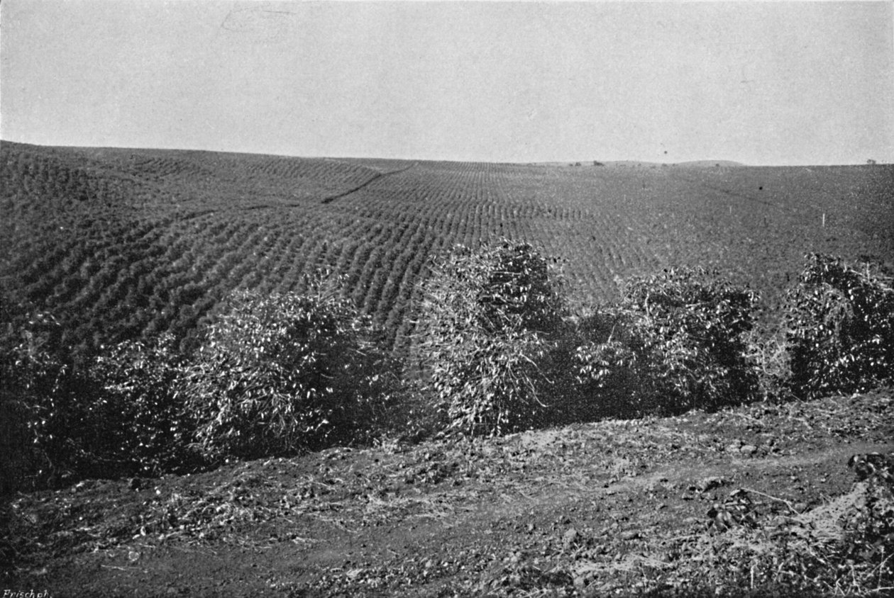 Coffee Plantation dannet, Coffee Plantation, 1895 av Axel Frick