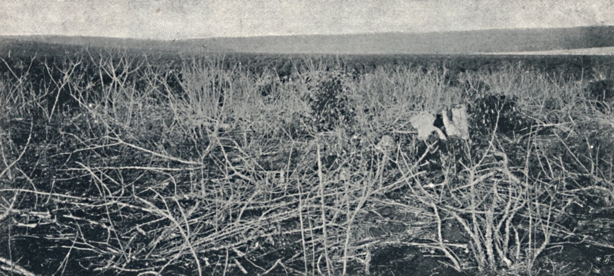 Cassava plantasje, 1895 av Axel Frick