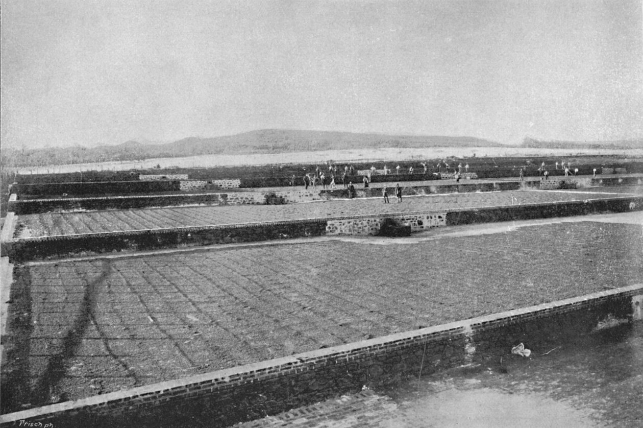 Terrasse for tørking av kafeen, Drying Coffee, 1895 av Axel Frick