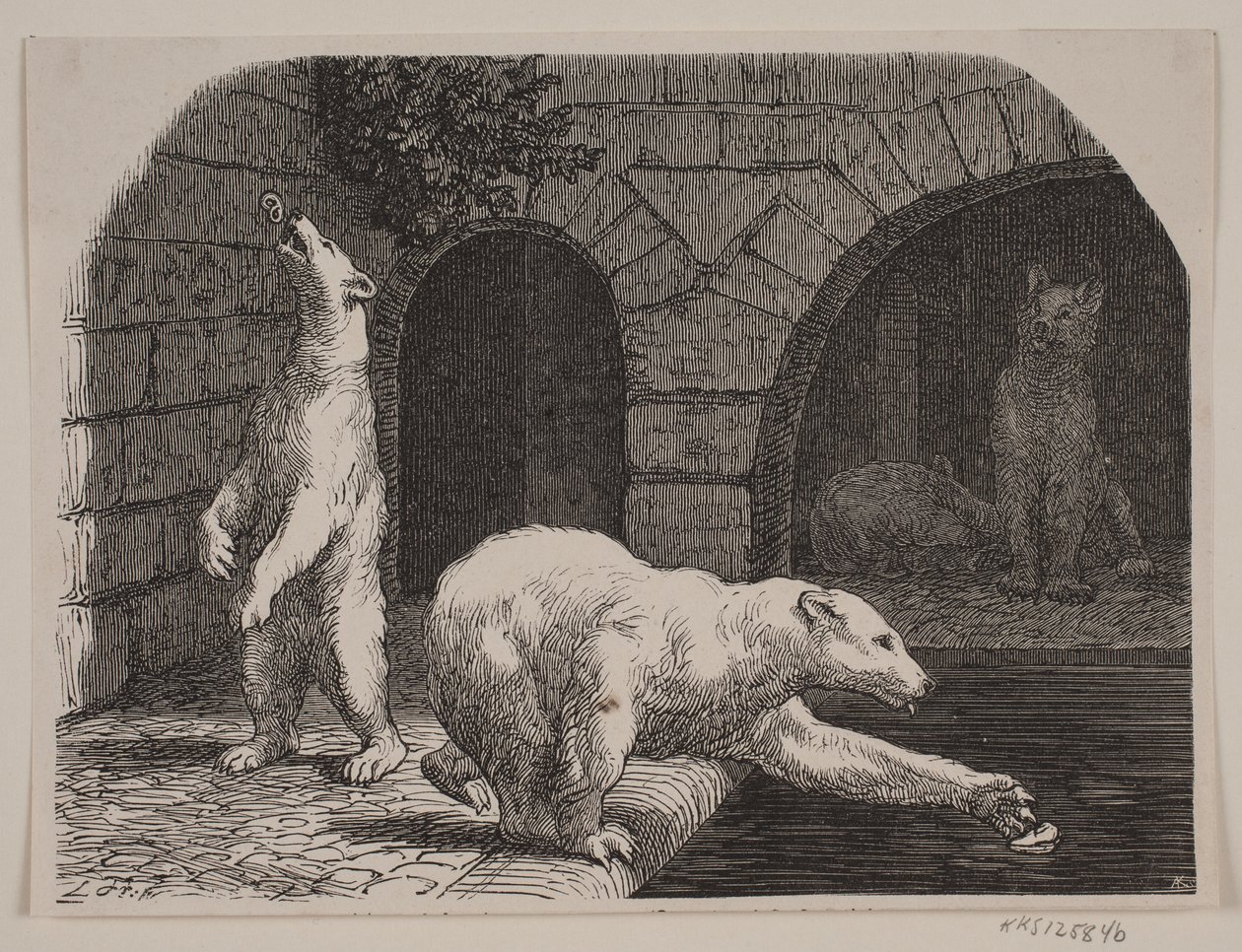 Bjørner i Jardin des Plantes av Axel Theodor Kittendorff