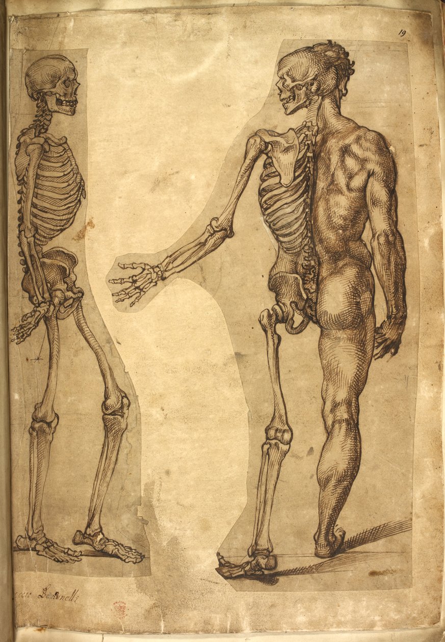 Legge til. 5259, f.19, Menneskeskjelett og halvfigur, fra 