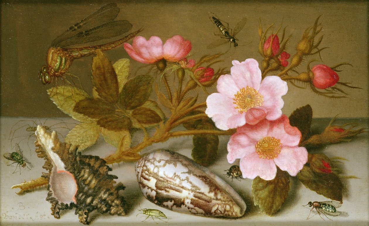 Stilleben som viser blomster, skjell og en øyenstikker (olje på kobber) (for par se 251377) av Balthasar van der Ast