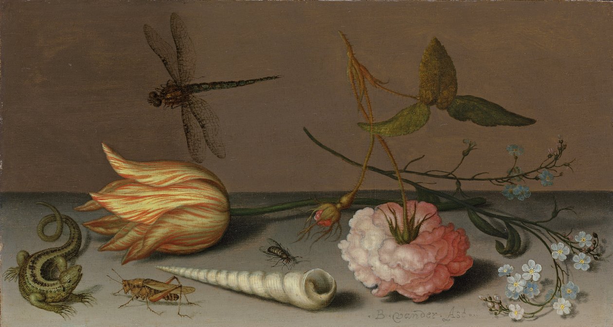 En tulipan, en nellike, spray av forglemmigei, med et skall, en øgle og en gresshoppe, på en avsats, en øyenstikker på flukt av Balthasar van der Ast